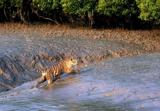 Sundarban Domestic Tour Packages |Neptune Holidays | Full-Service  Destination Management Company | Neptune Holidays Private Limited