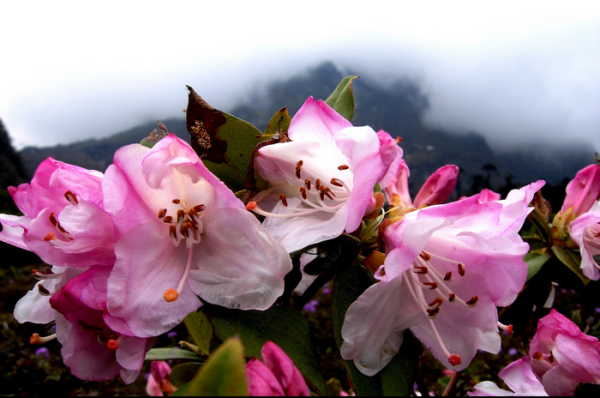 Shingba-Rhododendron-Sanctuary.png