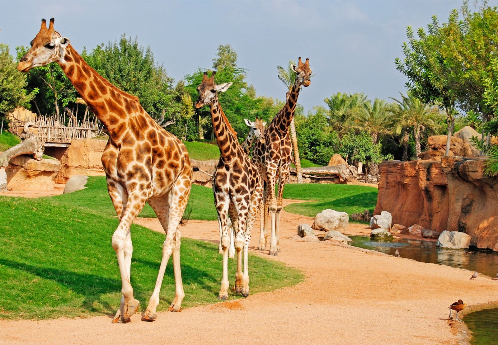 Bioparc_Valencia.jpg