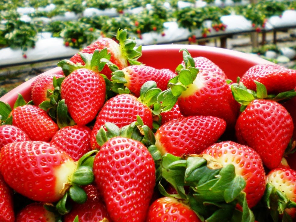 Cameron_highlands_strawberry_farm_1.jpg