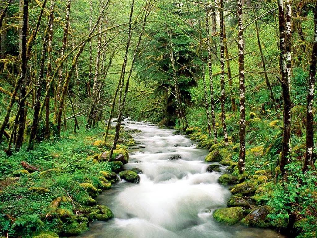 Sinharaja-Forest-Reserve-Sri-Lanka.jpg
