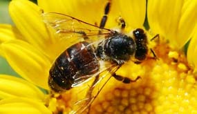bee.jpg
