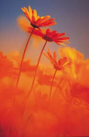 Namaqualand_daisies_in_spring.jpg