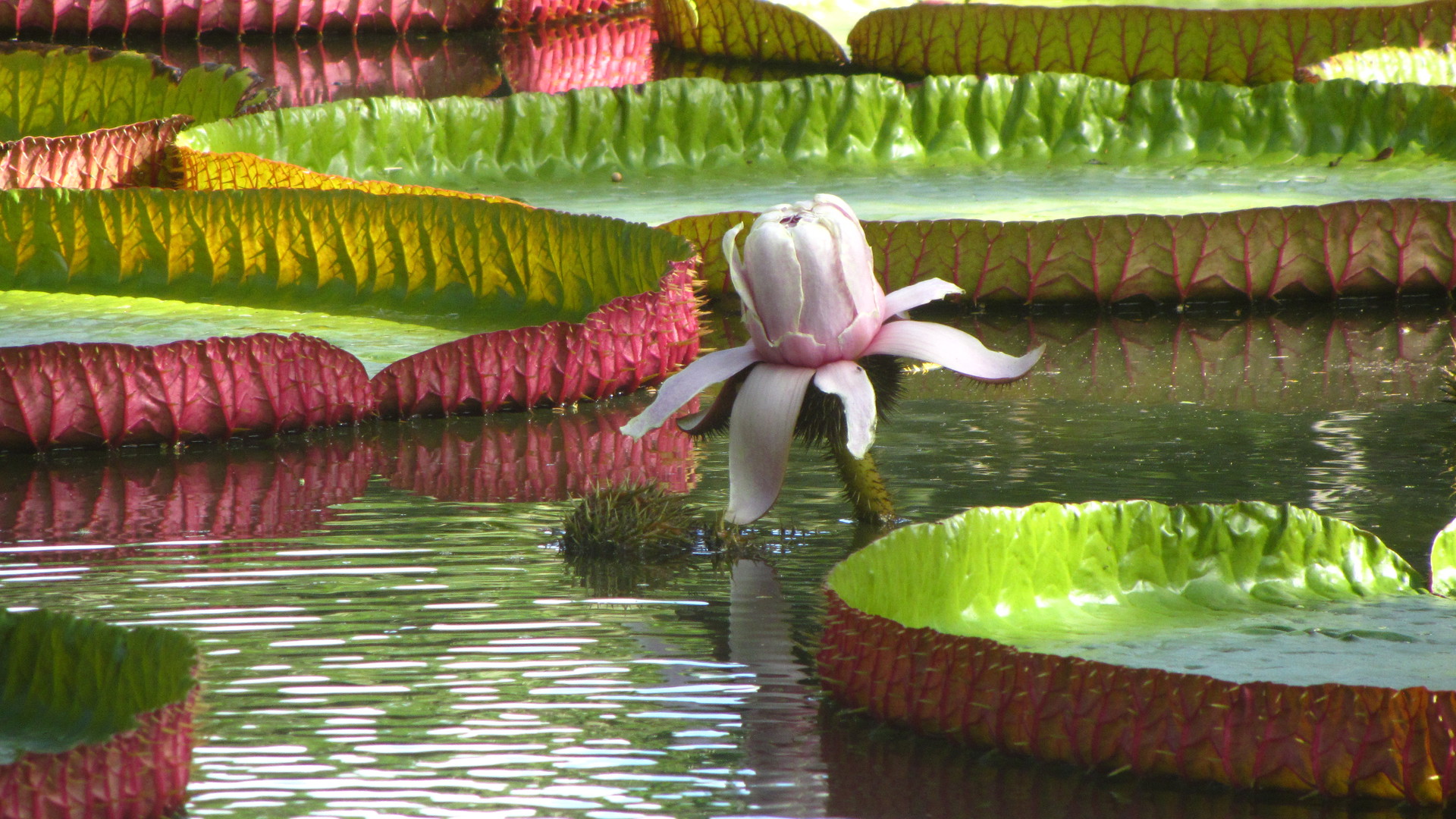 Mauritius (SOUTH TOUR)